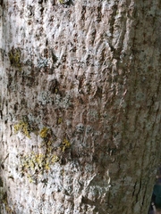 Acer campestre