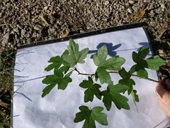 Acer campestre