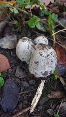 Coprinopsis atramentaria