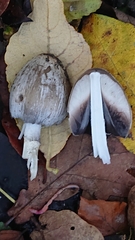 Coprinopsis atramentaria