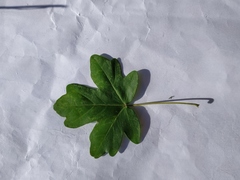Acer campestre