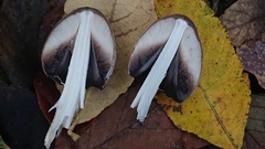 Coprinopsis atramentaria