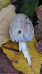 Coprinopsis atramentaria