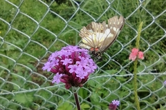 Catasticta nimbice