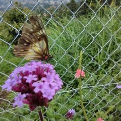 Catasticta nimbice
