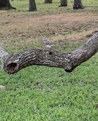Mimus polyglottos image