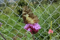 Catasticta nimbice