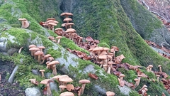 Agaricales
