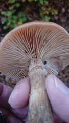 Agaricales