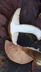 Agaricales