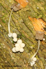Coprinellus