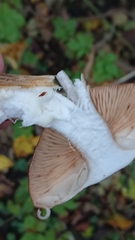 Agaricales