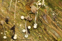 Coprinellus