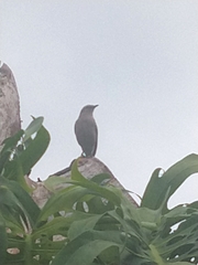 Mimus saturninus
