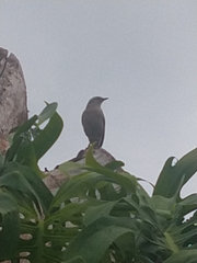Mimus saturninus
