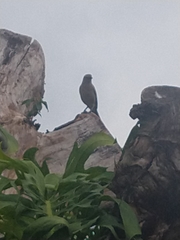 Mimus saturninus