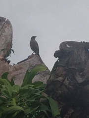 Mimus saturninus