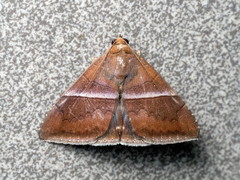 Parallelia calefaciens