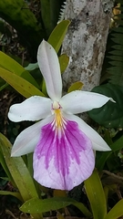 Miltonia spectabilis