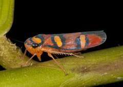 Erythrogonia jucunda