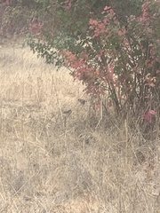 Zonotrichia leucophrys