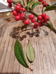 Cotoneaster salicifolius