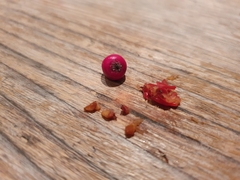 Cotoneaster salicifolius