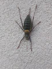 Lluciapomaresius asturiensis