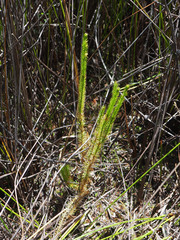 Lateristachys lateralis