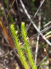 Lateristachys lateralis