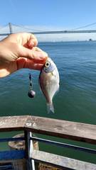 Hyperprosopon argenteum