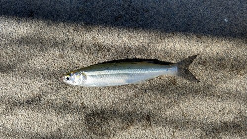 Topsmelt Silverside