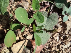Arachis duranensis