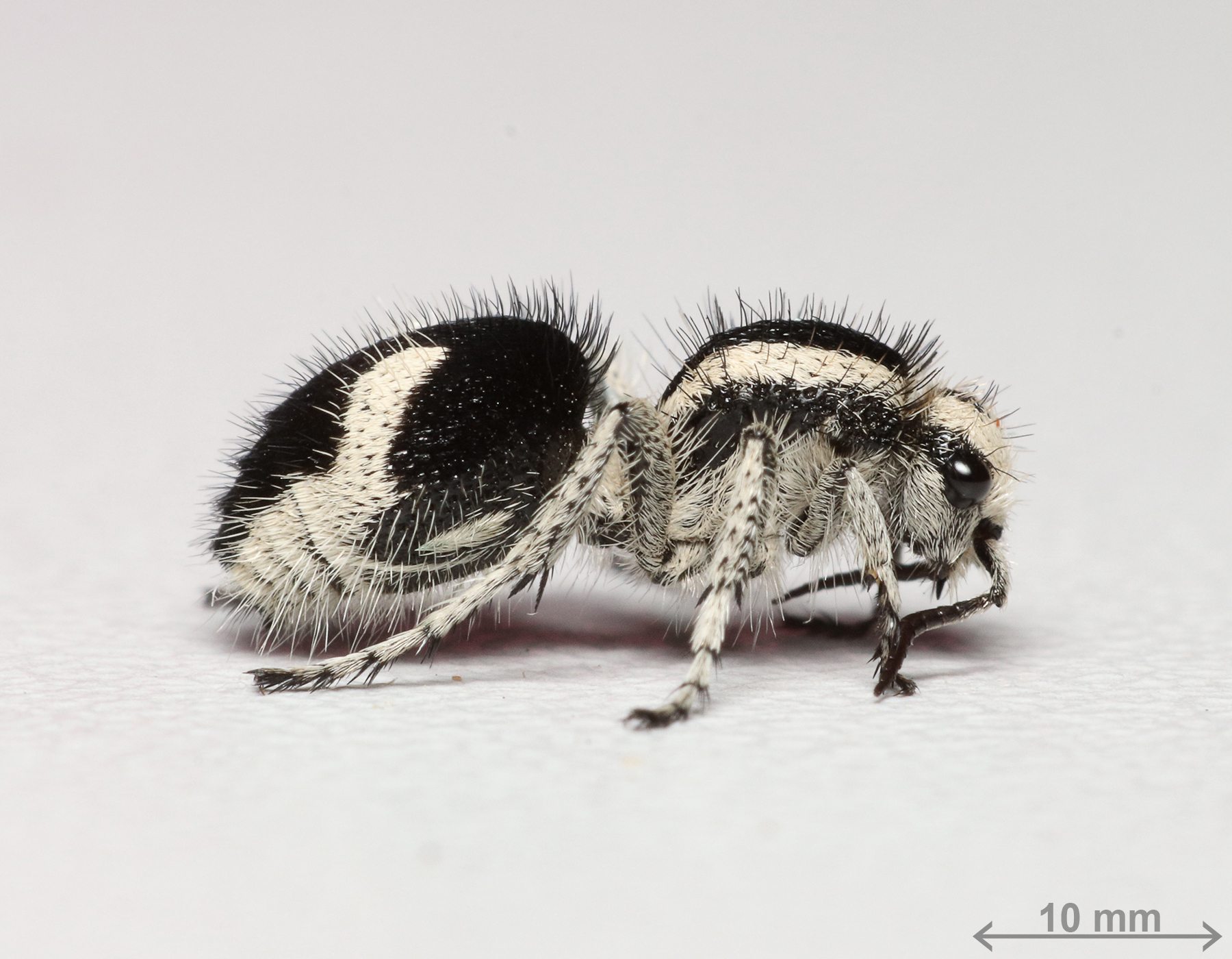 Velvet Ants (Family Mutillidae) · iNaturalist Guatemala