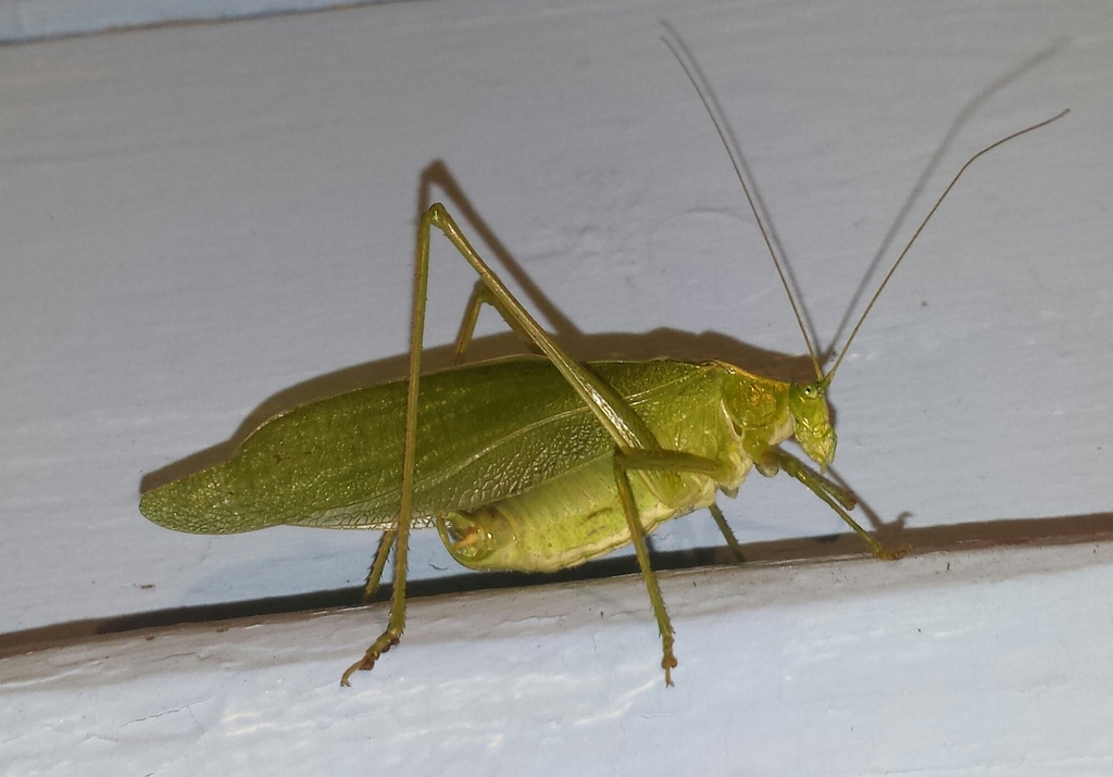 Broad-winged Bush Katydid