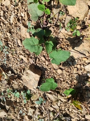 Rubus reflexus