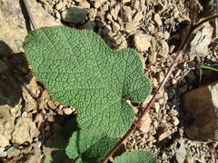 Rubus reflexus