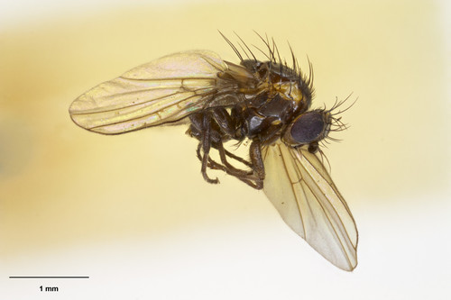 Liriomyza umbrina