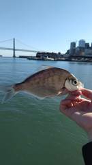 Hyperprosopon argenteum