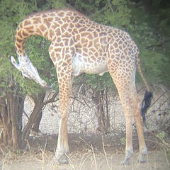 Giraffa camelopardalis thornicrofti