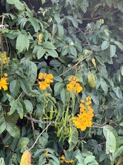 Senna viarum