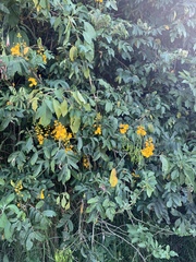 Senna viarum