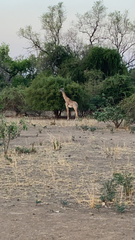 Giraffa camelopardalis thornicrofti