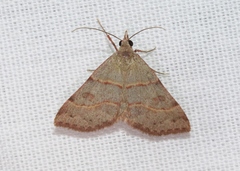 Hemeroplanis rectalis