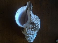 Fusitriton oregonensis