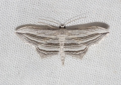 Arcobara multilineata