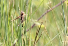 Sepiana sepium
