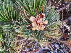 Pinus culminicola