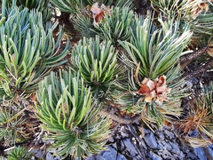 Pinus culminicola