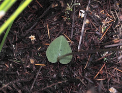 Corybas rotundifolius